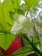 tn_gallery_10811_693_52241.jpg