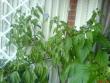 tn_gallery_10811_693_86404.jpg