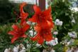 tn_gallery_5169_1018_216996.jpg