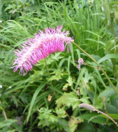 gallery_14_246_90704.jpg