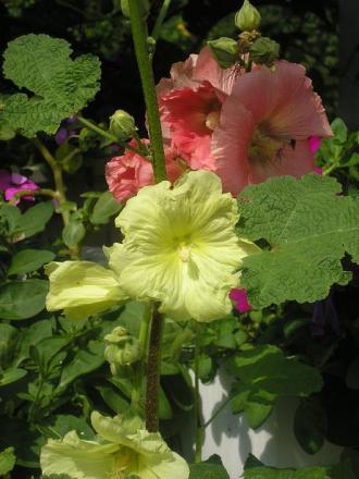 gallery_5006_958_33580.jpg