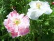 tn_gallery_3723_1021_38128.jpg