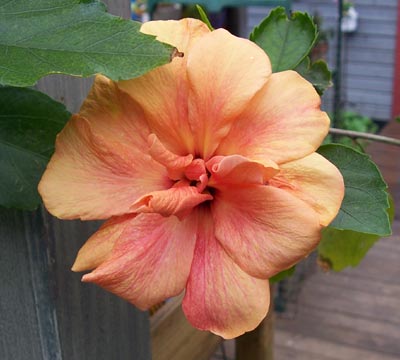 gallery_3723_1021_21729.jpg