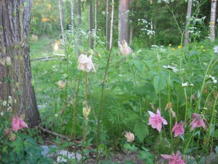 gallery_10247_1026_50692.jpg