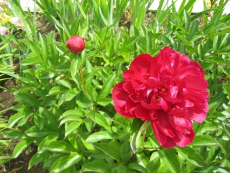 gallery_10247_1026_79878.jpg