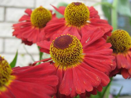 gallery_8660_1028_10477.jpg