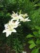 tn_gallery_10247_1026_1777.jpg