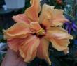 tn_gallery_3723_1021_17689.jpg