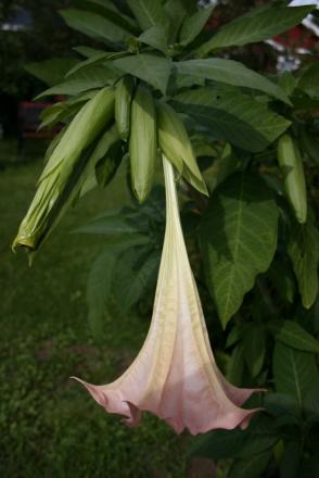 gallery_5169_1018_57575.jpg