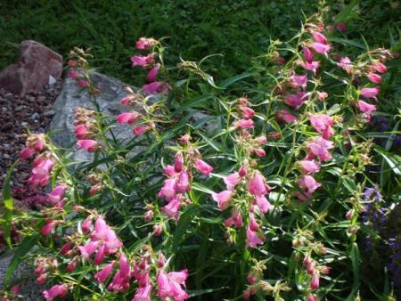 gallery_5714_454_62199.jpg