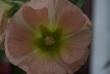 tn_gallery_5169_1018_119466.jpg