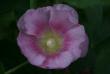 tn_gallery_5169_1018_4550.jpg