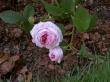 tn_gallery_834_761_2965.jpg