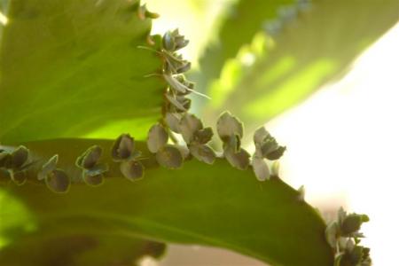 gallery_11596_905_11999.jpg