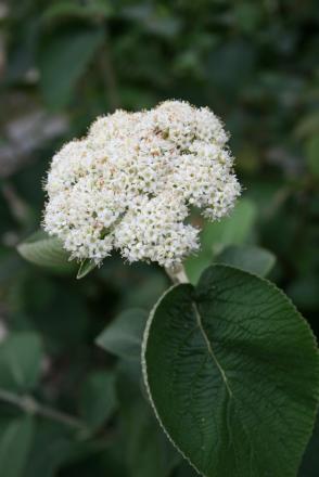 gallery_11994_987_140932.jpg