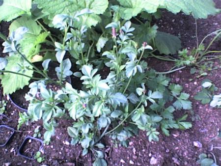 gallery_5050_860_53113.jpg