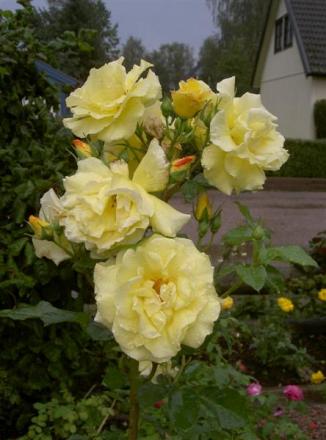 gallery_834_761_41689.jpg