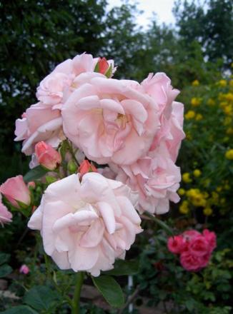 gallery_834_761_5692.jpg