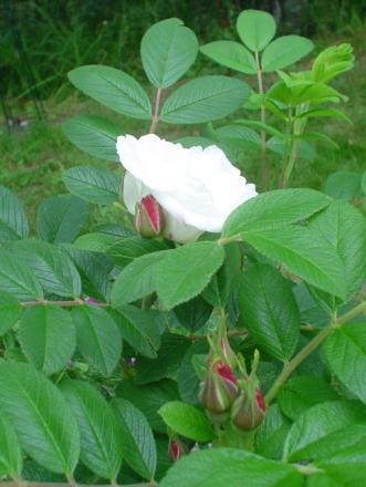 gallery_9983_709_180797.jpg