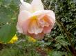 tn_gallery_834_761_3438.jpg