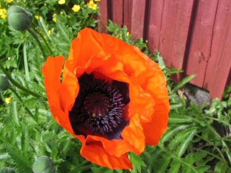 gallery_9255_981_18480.jpg