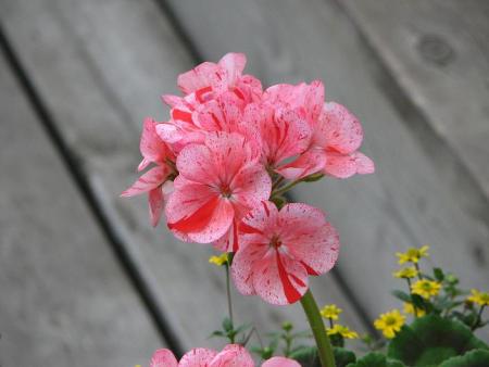 gallery_11610_890_17836.jpg