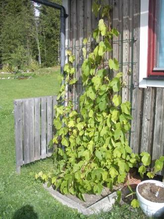gallery_5050_860_95112.jpg