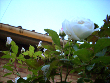 gallery_12234_1050_69690.jpg