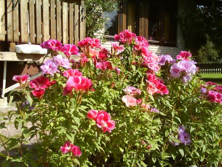 gallery_10225_1009_123006.jpg