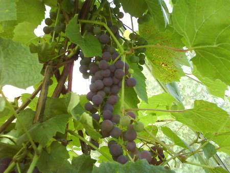 gallery_10225_1049_178754.jpg