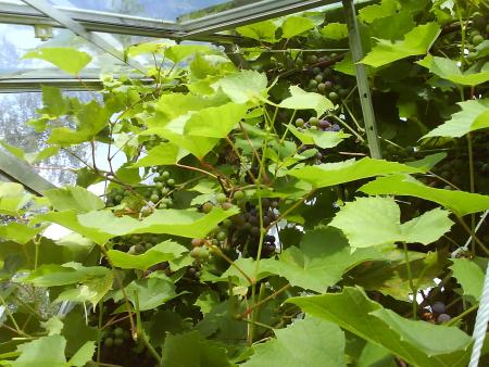gallery_10225_1049_93367.jpg