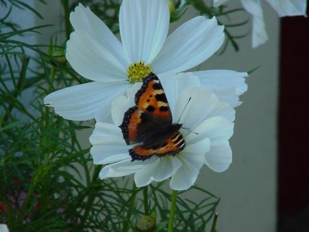 gallery_8106_1047_125685.jpg
