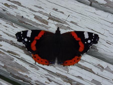 gallery_8106_1048_8333.jpg