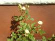 tn_gallery_10225_1009_335684.jpg
