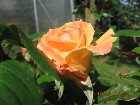 gallery_12251_1054_11701.jpg