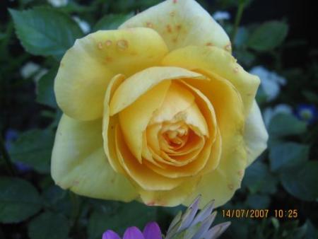 gallery_12251_1054_14583.jpg