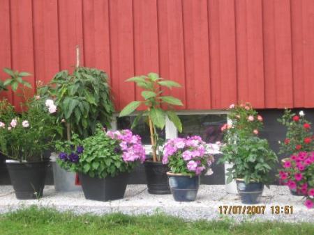 gallery_12251_1054_25407.jpg