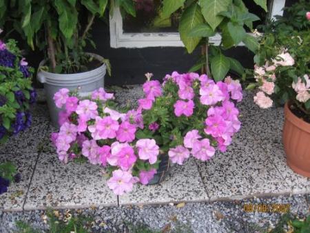 gallery_12251_1054_50870.jpg