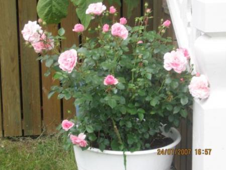 gallery_12251_1054_8422.jpg