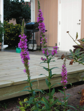 gallery_12269_1069_102749.gif