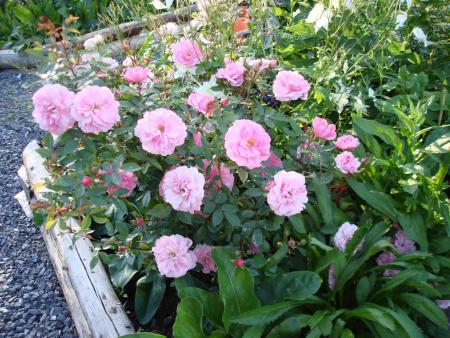 gallery_5714_779_207171.jpg