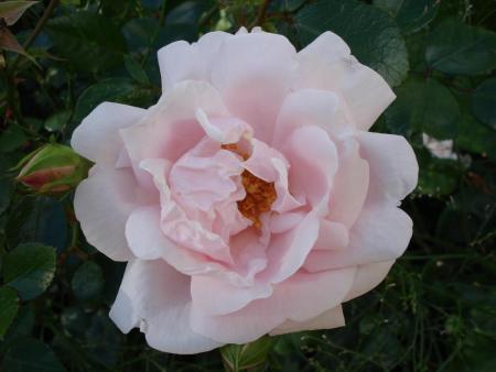 gallery_5714_779_56538.jpg