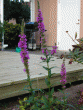tn_gallery_12269_1069_102749.gif