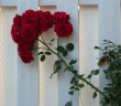 tn_gallery_12269_1069_61366.gif