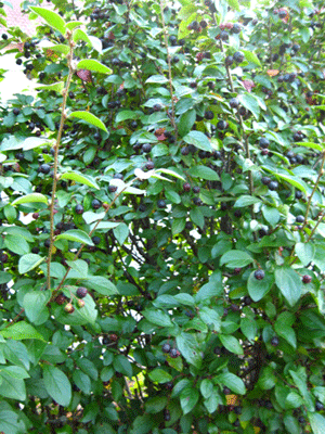 gallery_12269_1069_106633.gif