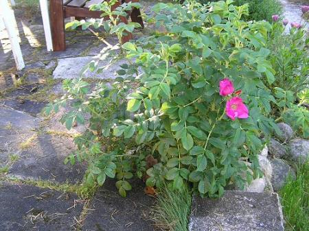 gallery_3710_790_95440.jpg