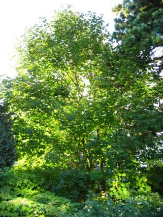gallery_4113_49_83147.jpg