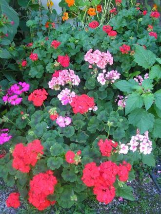 gallery_5006_958_21125.jpg