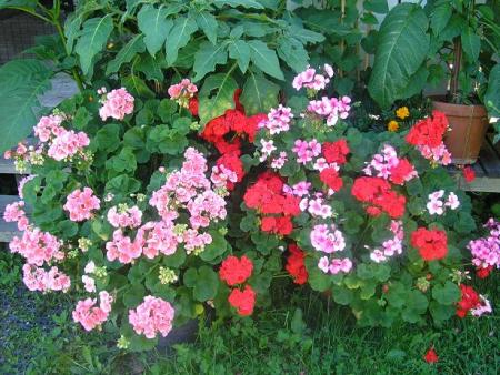 gallery_5006_958_21412.jpg
