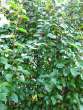 tn_gallery_12269_1069_106633.gif
